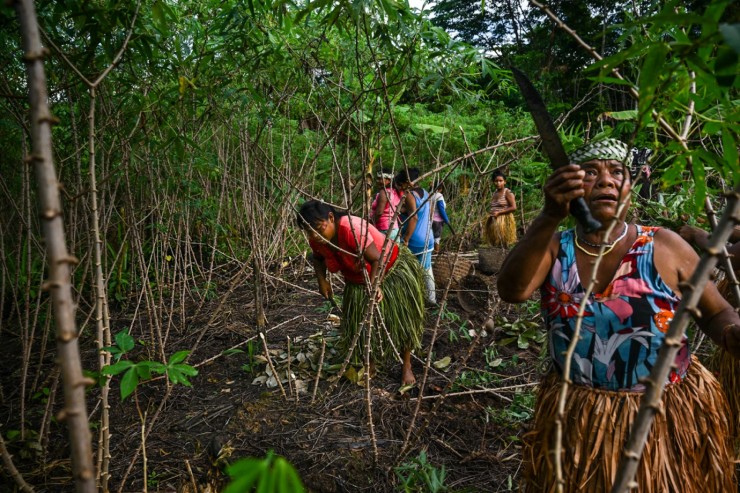 Phụ nữ Kanamari thu hoạch sắn, loại củ chính trong ẩm thực của họ. Ảnh: National Geographic