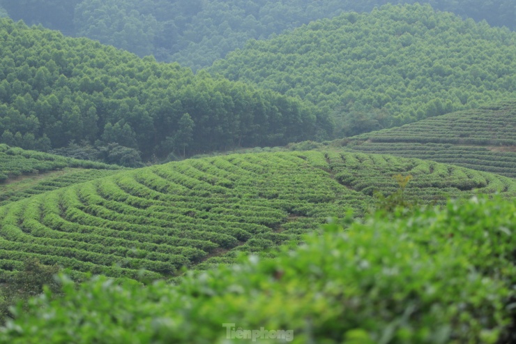 Với khung cảnh thiên nhiên hùng vĩ, đẹp tựa tranh vẽ, ốc đảo chè xanh thu hút rất nhiều khách du lịch trong nước và quốc tế đến tham quan, trải nghiệm.