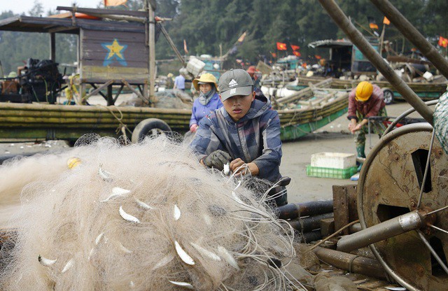 Cá trích mắc đầy lưới ngư dân