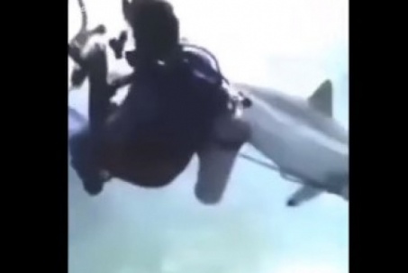 Video: Sợ hãi xem khoảnh khắc cá mập điên cuồng lao tới tấn công nhóm thợ lặn