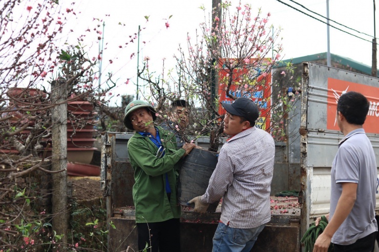 Đường làng đã nườm nượp xe vận chuyển đào về vườn. Đây là những gốc đào đã bán, cho thuê được nhà vườn lấy lại về chăm hoặc được các đơn vị, cá nhân thuê chăm sóc hộ.