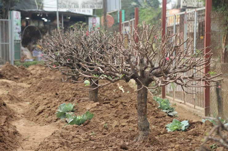 Tùy theo giá trị của gốc đào, dựa vào thế dáng của từng cây mà chủ vườn đưa ra các mức giá chăm sóc khác nhau. Giá trị gốc đào càng cao, thế dáng cầu kỳ thì chi phí chăm sóc càng đắt. Theo đó, tiền công chăm sóc trọn gói từ khi nhận trồng lại đến Tết dao động từ 500.000 đồng - 2 triệu đồng/cây.