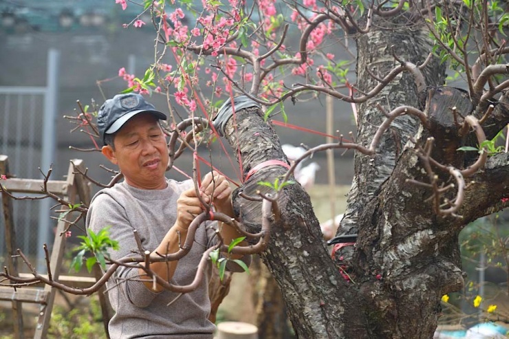 Tuy nhiên, do chăm sóc đào đòi hỏi sự tỉ mỉ, cẩn thận và khá công phu nên nhiều nhà vườn cũng chỉ dám nhận số lượng có hạn. Sau Tết Nguyên đán, có nhiều người muốn thuê chăm sóc nhưng các nhà vườn phải từ chối vì giới hạn chỗ trồng và nhân công chăm sóc.