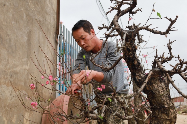 Anh Phúc - chủ vườn đào tại Nhật Tân, quận Tây Hồ - cho biết: “Những năm gần đây, số lượng khách hàng thuê nhiều hơn là mua đứt. Lý do một phần vì những gốc đào này rất quý, gốc có tuổi đời lên đến hàng chục năm, có giá trị cả về vật chất lẫn tinh thần. Thời điểm hiện tại, 70% số đào cho thuê đã được trả lại vườn. Ngoài ra nhà vườn còn nhận chăm sóc cây cho các gia đình có nhu cầu. Công việc nhiều nên tôi đã phải thuê 7 nhân công để đảm bảo trồng lại đào được sớm nhất".