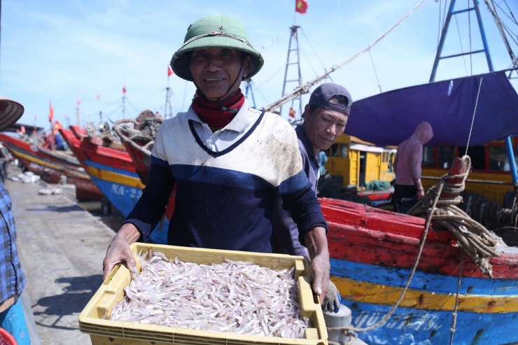 Cá cơm (còn gọi là cá trỏng) được mùa ngày đầu năm mới