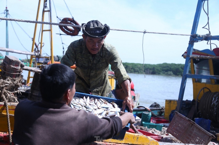 Ngư dân Nguyễn Văn Danh (47 tuổi, trú xã Diễn Ngọc) cho biết, tàu của ông ra khơi chuyến đầu năm trong ngày mùng 5 Tết, đến nay đã là chuyến thứ 5. Hải sản đánh bắt được đa dạng như tôm, mực, cá cơm, cá trích,…, thu về hàng chục triệu đồng. “Những chuyến biển đầu năm, chúng tôi không đặt nặng vấn đề sản lượng đánh bắt, chỉ mong chuyến ra khơi diễn ra thuận lợi. Thời điểm này, hải sản bán được giá nên ai cũng phấn khởi”, ông Danh chia sẻ.