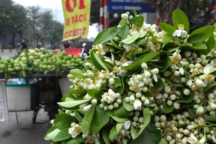 Sau Tết, những vườn bưởi ở Văn Giang (Hưng Yên) hay Thạch Thất, Diễn (Hà Nội)... bắt đầu tỉa bớt hoa. Đây là lúc hoa bưởi theo các gánh hàng xuống phố, rao bán kiếm lời.