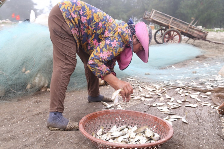 Thả tấm lưới gần bờ, ngư dân &#39;vớt&#39; tiền triệu trong ngày - 5