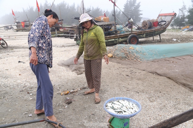 Cá trích được rửa sạch, thương lái thu mua ngay tại bãi biển.