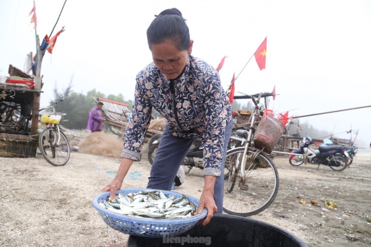 Thả tấm lưới gần bờ, ngư dân &#39;vớt&#39; tiền triệu trong ngày - 7