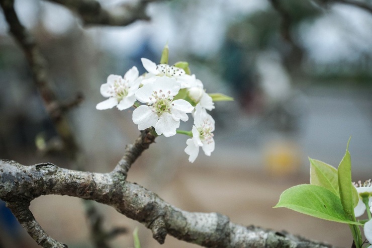 Hoa lê còn được biết đến là loài hoa mang đến sự bình yên cho mọi người trong gia đình. Với sắc trắng tinh khiết, hoa lê mang đến một không khí khác lạ tô điểm cho phố phường Hà Nội.