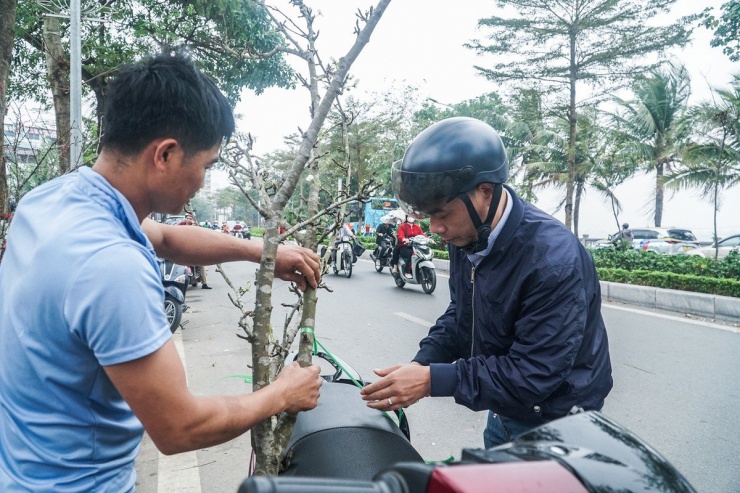 Một người chơi hoa đã chọn được cành lê rừng ưng ý về trưng trong ngôi nhà của mình sau dịp Tết Nguyên đán.