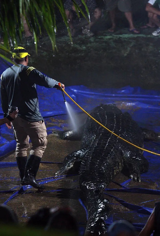 Lolong chết vì căng thẳng và nhiễm trùng. Ảnh: Getty