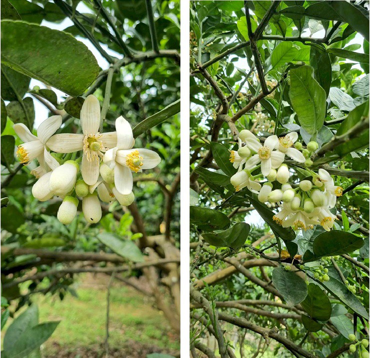 Chị Hồng cũng cho hay, hoa bưởi bán được giá trong khi mấy năm gần đây quả bưởi lại rẻ quá nên khi hoa bưởi nở các nhà vườn đã cắt hoa bán tăng thêm thu nhập. Chị Hồng chia sẻ: “Hoa bưởi rất nhanh xuống mã và dễ bị rụng cánh nên khi cắt hoa cũng khá cầu kỳ. Để buổi sáng có được các chùm hoa bưởi tươi, nở đẹp và không bị gãy cánh thì gia đình tôi gồm 4 người thường phải dậy sớm từ khoảng 3h sáng để cắt hoa. Khi cắt xong, hoa được chia thành từng túi nhỏ khác nhau."