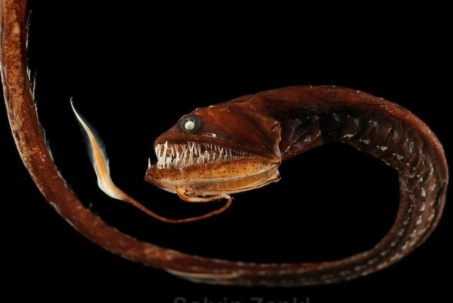 Cá rồng biển sâu: Loài thủy quái có bề ngoài đáng sợ