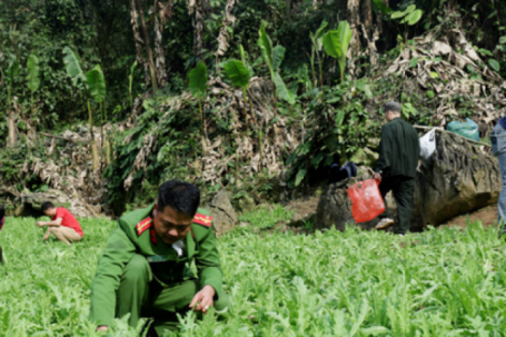 Lạng Sơn phát hiện gần 4.000 cây thuốc phiện trồng trong rừng