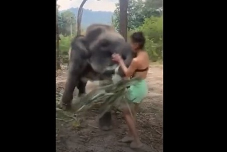 Clip: Cố tình tiếp cận voi rừng, cô gái nhận ngay trái đắng