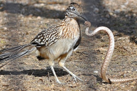 Loài chim "sát thủ" có thể hạ sát loài rắn độc bậc nhất thế giới