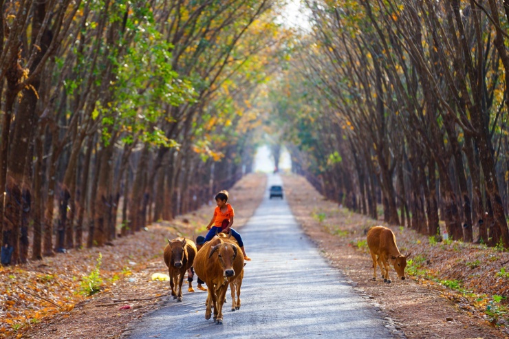 Em bé chăn thả bò dưới cánh rừng cao su