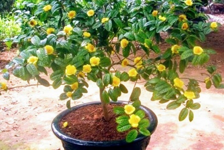 Loại cây có hoa được ví như "vàng mười", giá 850.000 đồng/kg, giờ trồng đại trà như cây cảnh