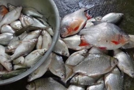 Loài cá suýt tuyệt chủng ở Việt Nam, giờ nuôi được có tiền triệu