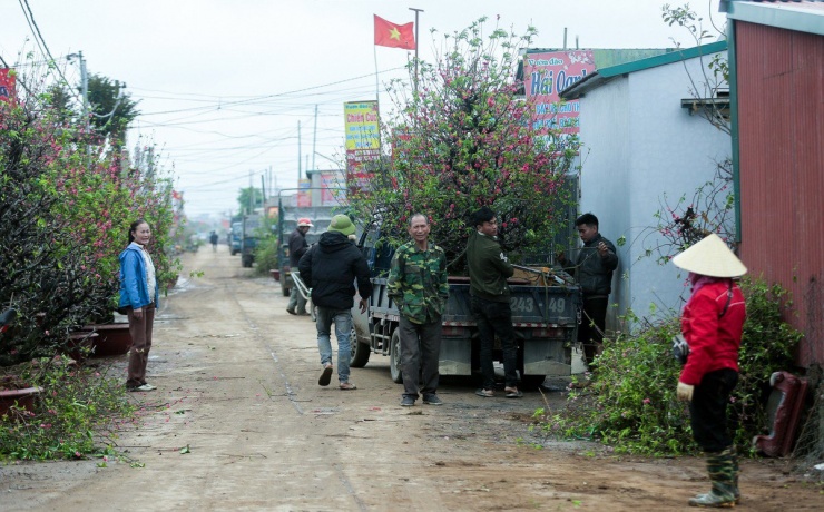 Nhịp độ công việc tại làng Nhật Tân không khác gì những ngày cận Tết, đường làng nườm nượp xe vận chuyển đào về vườn.