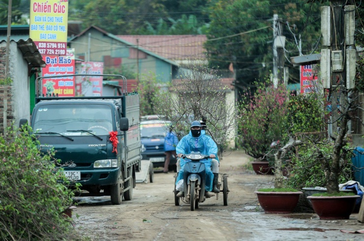 Năm nào cũng vậy, sau dịp Tết Nguyên đán, người trồng đào Nhật Tân, Hà Nội lại tất bật thu những cây đào cho thuê về để trồng và chăm sóc kịp thời gian nở hoa cho vụ Tết năm sau.