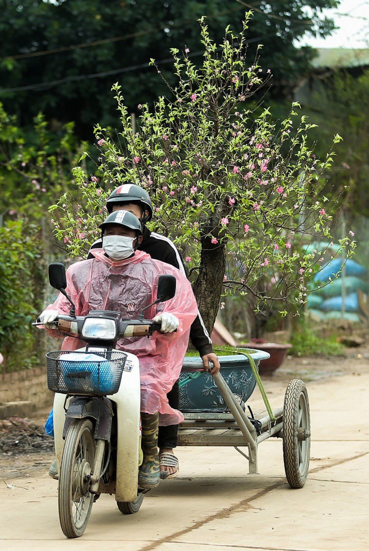 Các cây đào sau khi cho thuê trong khoảng thời gian dài cần phải được chăm sóc kỹ lưỡng để hồi sinh lại.