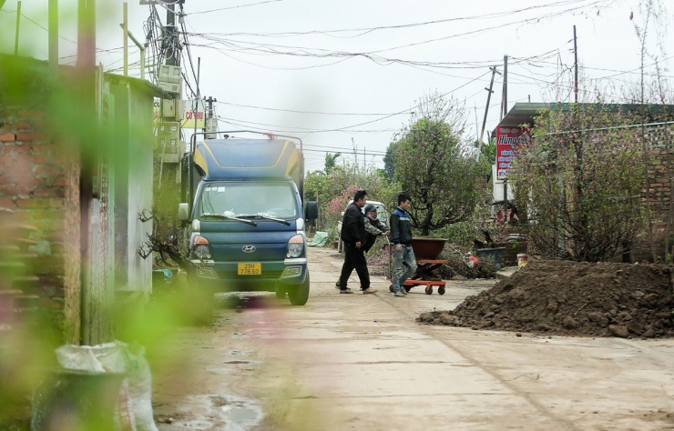 Để có được những gốc đào lớn cho khả năng sinh trưởng cao, người trồng ở đây còn chủ động tìm mua nhiều gốc đào rừng từ các tỉnh thành vùng núi phía Bắc như: Lào Cai, Sơn La, Lạng Sơn...để ghép cành