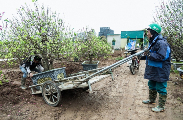 Cũng theo các chủ vườn đào làng Nhật Tân, năm nay việc thu hồi những gốc đào sau Tết mất nhiều thời gian hơn vì nhân công vào vụ khan hiếm.