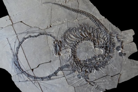 Công bố hóa thạch của sinh vật giống rồng trong thần thoại Trung Quốc