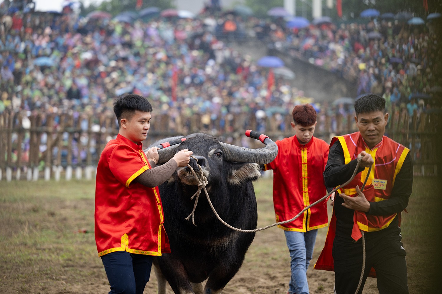 &nbsp;Tất cả các con trâu dù thắng hay thua đều sẽ được giết thịt để tế Thành hoàng làng và phục vụ nhu cầu của người dân và du khách.