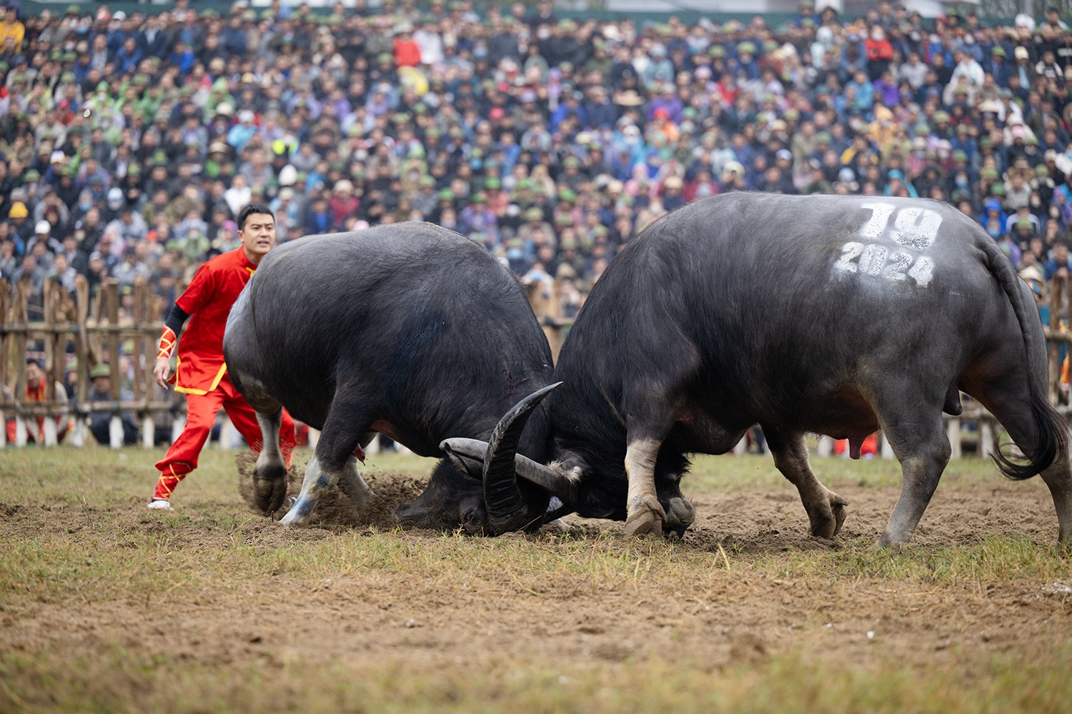 &nbsp;Theo quy định, trâu chọi (hay còn gọi là "ông Cầu") không kể tuổi nhưng phải là trâu cày, lông đen tuyền, không trắng lưỡi, sừng hướng tiền, mắt nhô nom tựa ốc loa, móng kép, chân to, có vòng ngực hơn 2m trở lên, ngoại hình đẹp...