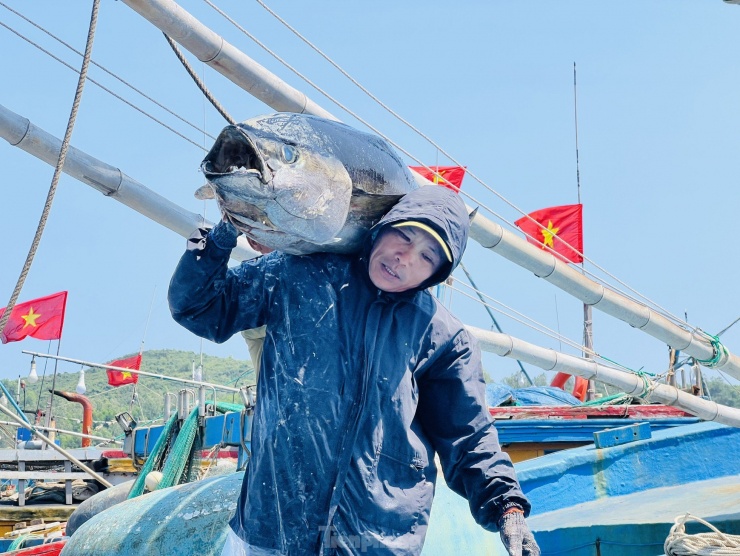 Theo các ngư dân, năm nay rất nhiều tàu cá đi chuyến biển xuyên Tết, đánh bắt kém hiệu quả, đây là tình trạng chung của các ngư dân. Ảnh: Nguyễn Ngọc