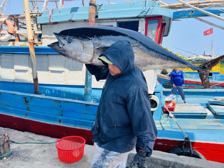 Xuyên Tết trên biển trở về, ngư dân Quảng Ngãi người buồn, người vui - 15