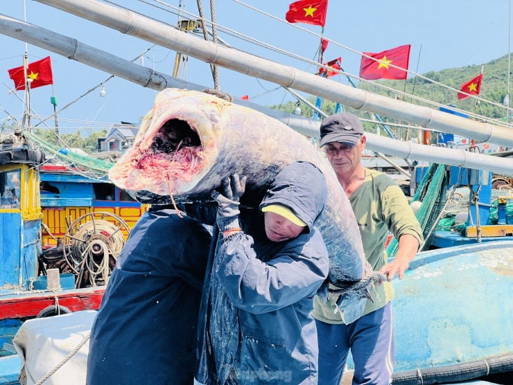 “Sau 18 ngày lênh đênh trên ngư trường Hoàng Sa, tàu của tôi câu được 57 con cá ngừ đại dương, sau khi trừ hết chi phí cũng chia được cho anh em bạn thuyền mỗi người 15 triệu, nên ai nấy cũng vui mừng”, ngư dân Minh chia sẻ. Ảnh: Nguyễn Ngọc