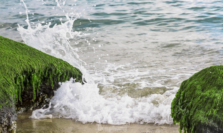 Sóng biển xô vào những phiến đá phủ đầy rêu xanh.