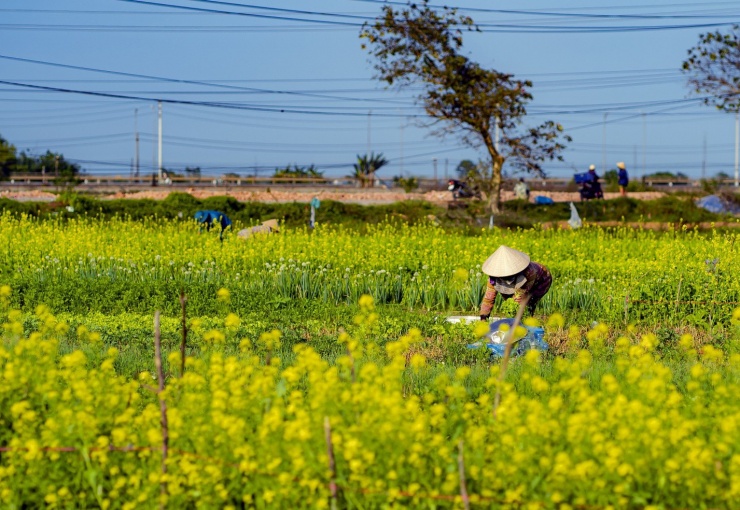 Mùa hoa cải khoe sắc kéo dài khoảng hơn một tháng.