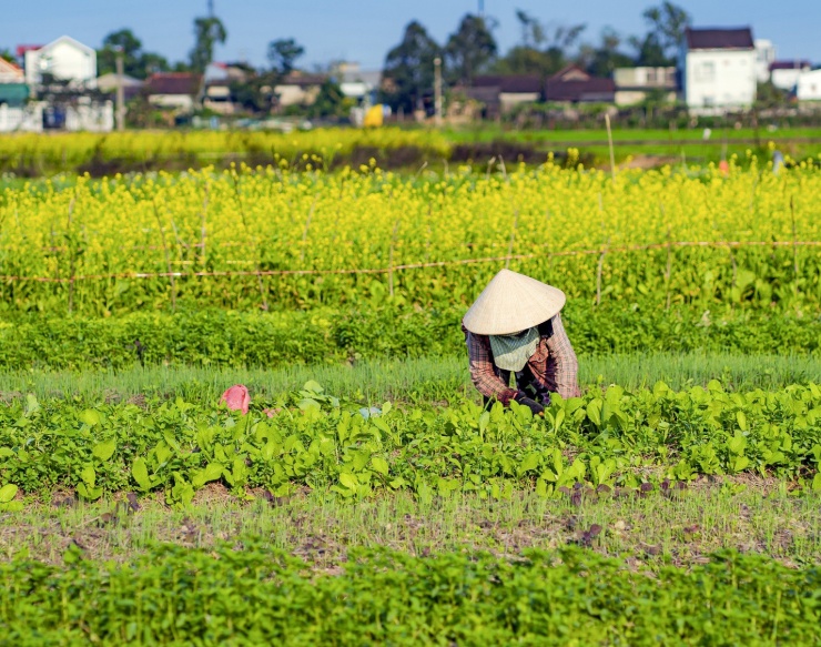 Sắc vàng dân dã khiến nhiều người mê mẩn.