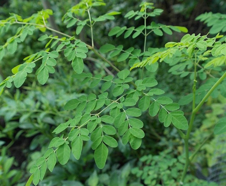 Dù đã xuất hiện lâu đời tại nước ta nhưng chỉ mới vài năm gần đây, loại rau này mới được nhiều người biết đến.
