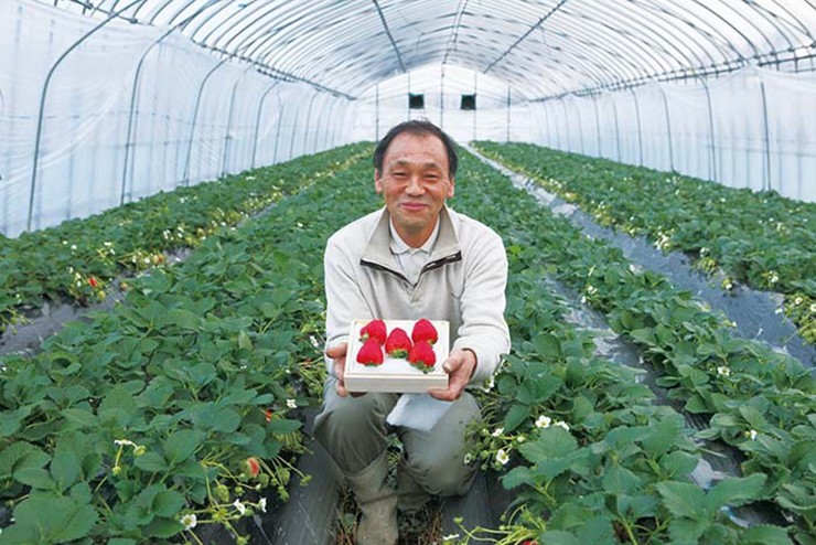 Loại dâu tây “kim cương đỏ” này được trồng trong nhà kính - che phủ bằng nhựa chuyên dụng trong suốt những tháng mùa đông. Điều này cho phép ông Okuda kiểm soát chặt chẽ nhiệt độ của đất và không khí.
