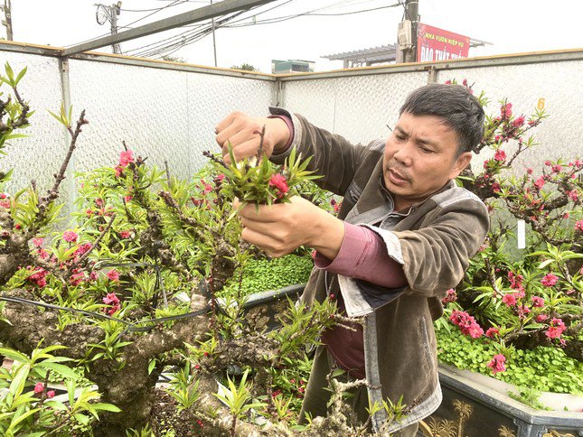 Ông Lê Hàm chăm sóc những cây đào Thất Thốn tại vườn của mình.