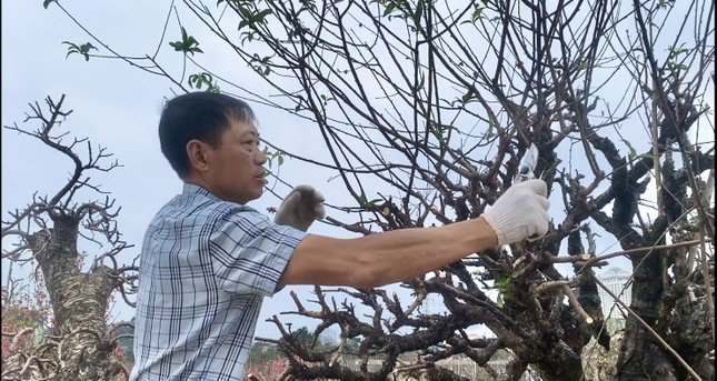 Ông Trần Tuấn Việt - Chủ tịch Hiệp hội Làng nghề trồng đào Nhật Tân.