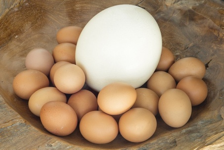 10 sự thật thú vị về trứng đà điểu