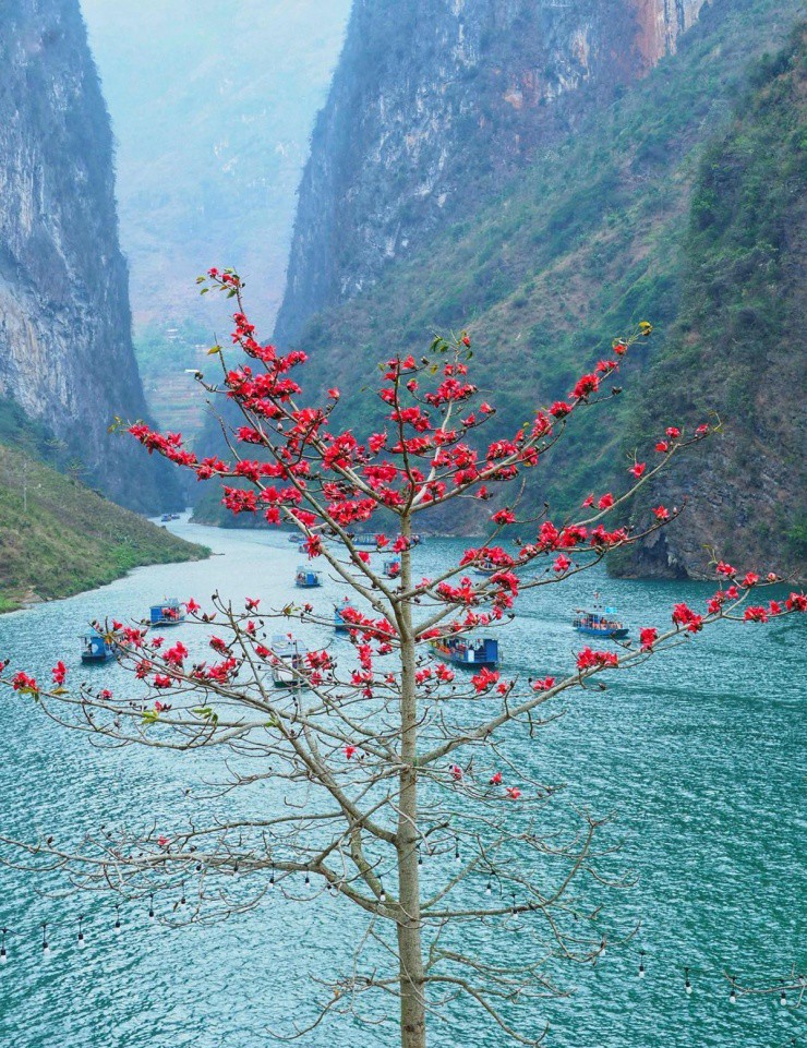 Muôn hoa khoe sắc ở Hà Giang - 9