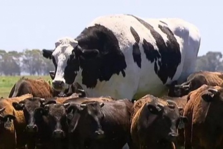 Cận cảnh chú bò khổng lồ cao 1m93, nặng 1,4 tấn, thoát chết vì quá to