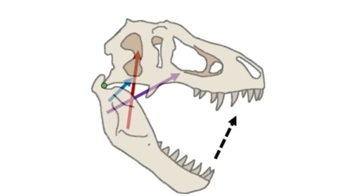 Lực cắn của Tyrannosaurus có thể lên đến 6 tấn.