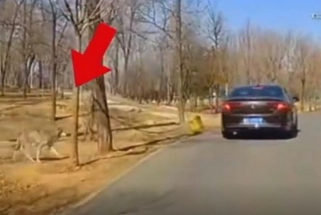Video: Cho con xuống xe đi vệ sinh, người phụ nữ gặp ngay chó sói và cái kết
