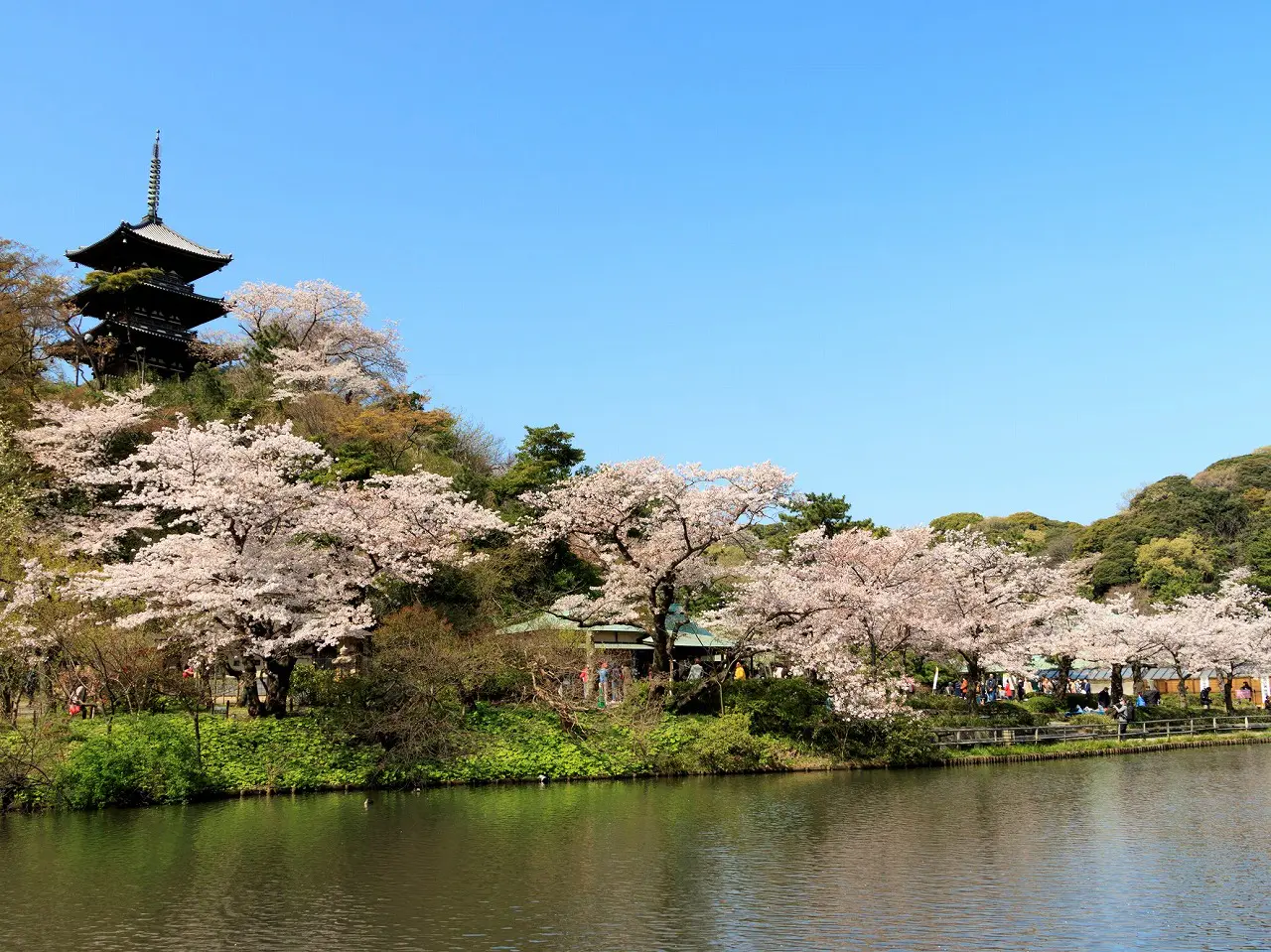 Vườn Sankeien, tỉnh Kanagawa là nơi có những toà nhà lịch sử được di dời từ Kyoto và Kamakủa. Vào mùa xuân, khoảng 250 cây anh đào sẽ nở rộ tại đây, tô điểm cho khung cảnh bên trong khu vườn.