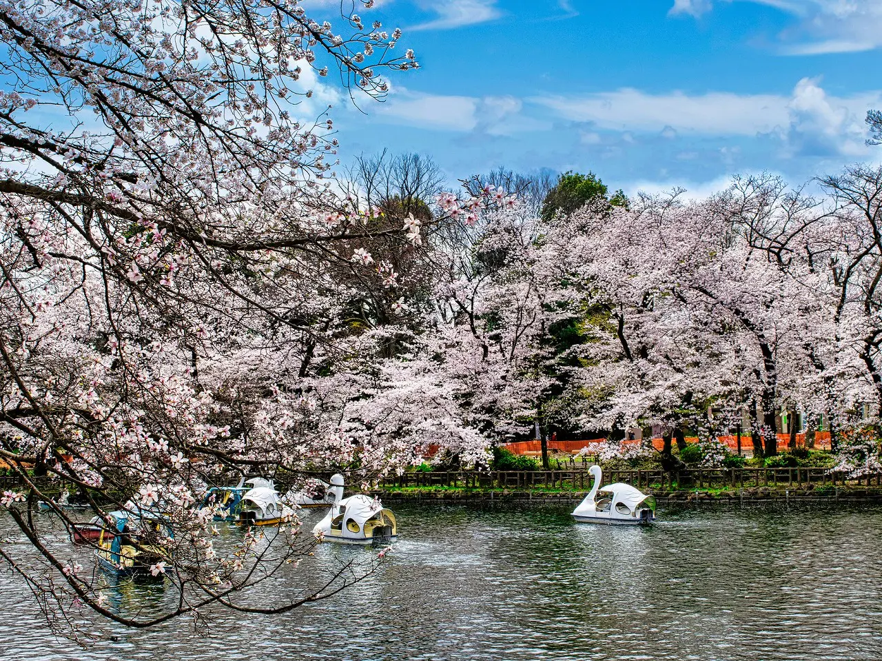 Công viên Inokashira, Tokyo nằm giữa thành phố Musashino và Mitaka, có khoảng 200 cây anh đào mọc quanh hồ Inokashira. Du khách thường đạp vịt ngắm cảnh hoặc ngắm nhìn từ cầu Nanai bắc qua hồ.